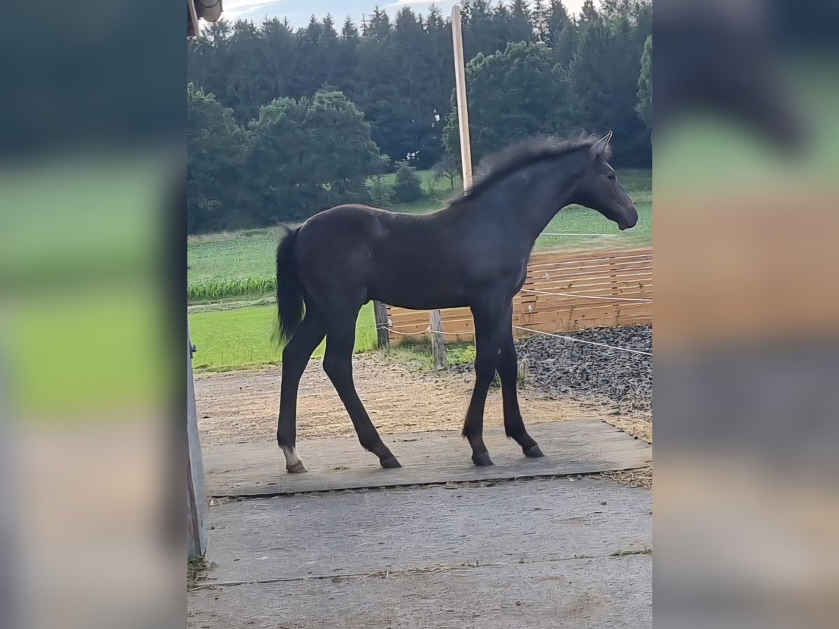 German Sport Horse Stallion  Gray-Dark-Tan in Scheer