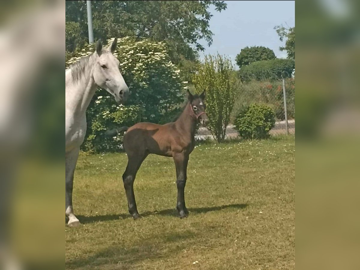 German Sport Horse Stallion Foal (05/2023) Gray in Calbe