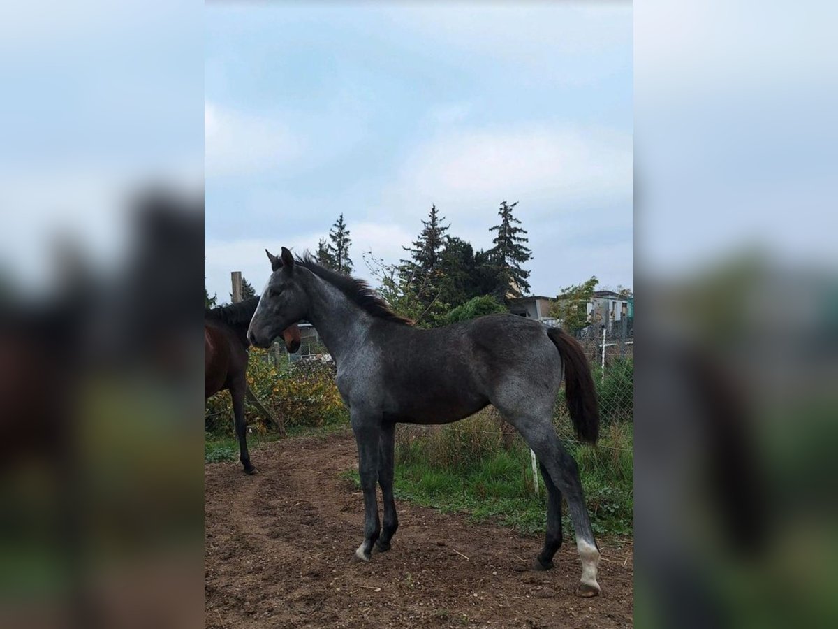 German Sport Horse Stallion Foal (06/2024) Gray in Prettin