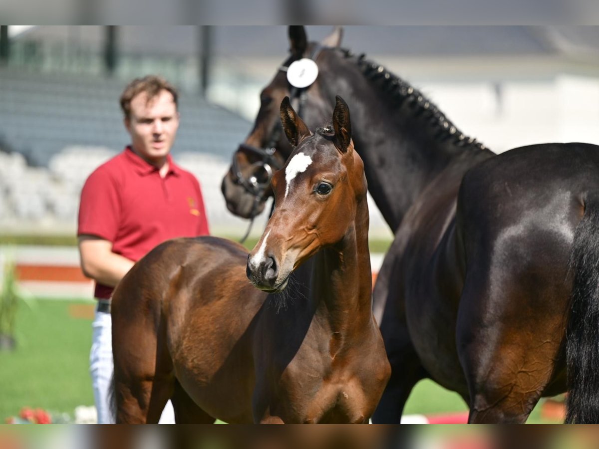 German Sport Horse Stallion Foal (04/2025) in Querenhorst