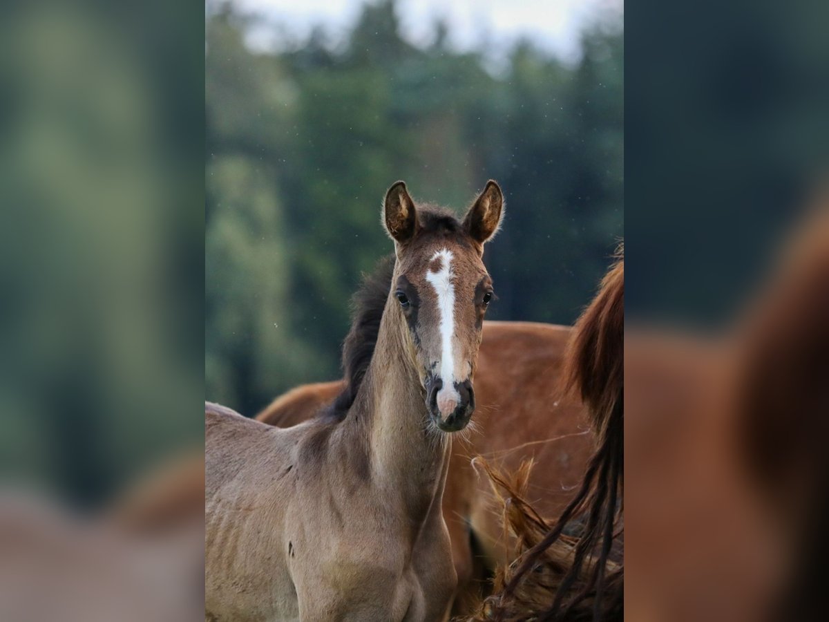 German Sport Horse Stallion Foal (05/2024) Smoky-Black in Postmünster