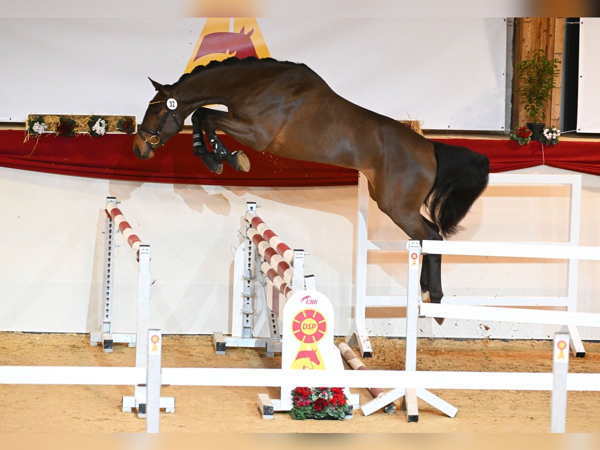 German Sport Horse Stallion in Riedstadt