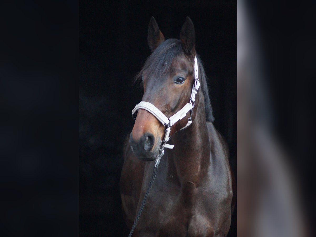 German Trotter Gelding 10 years 16 hh Bay-Dark in Selm
