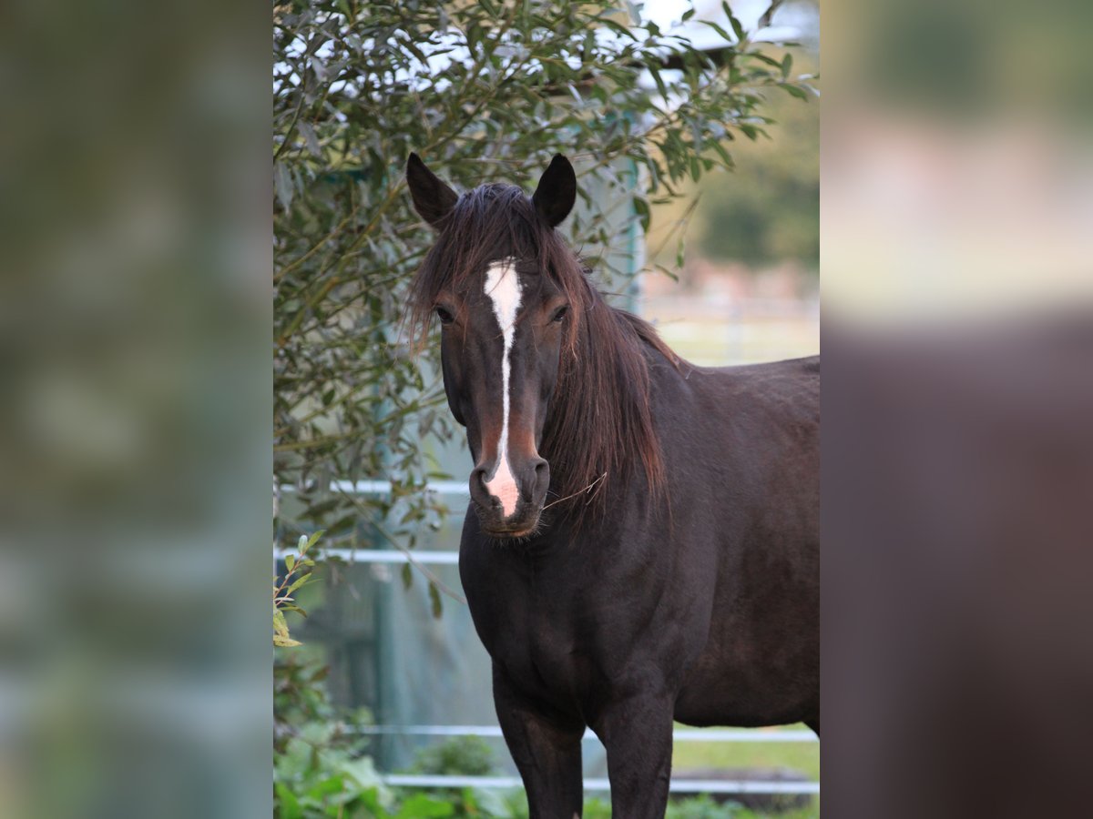 German Trotter Gelding 10 years 16,1 hh Bay-Dark in Alt Zachun