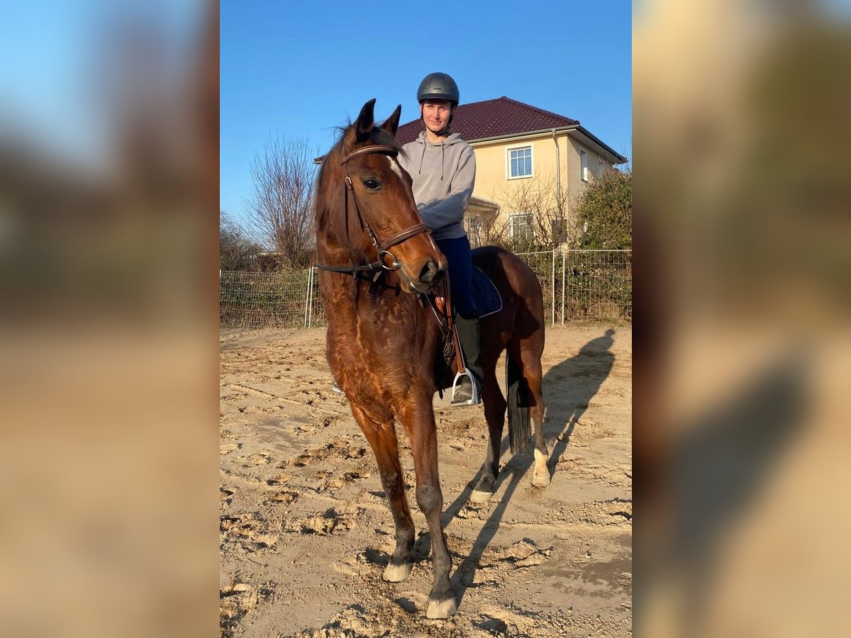 German Trotter Gelding 11 years 16,1 hh Brown in Greifswald