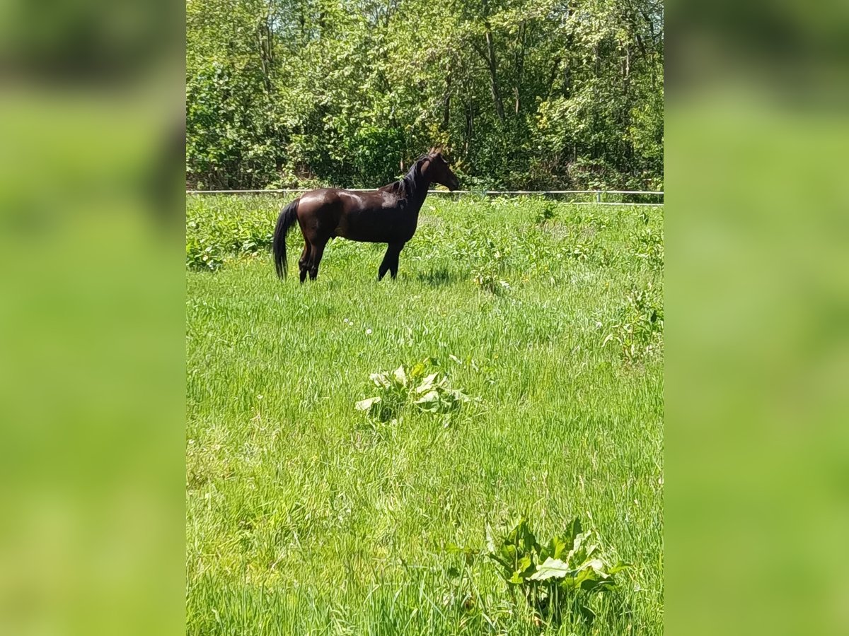 German Trotter Gelding 11 years 16,2 hh Brown in Buchholz in der Nordheide