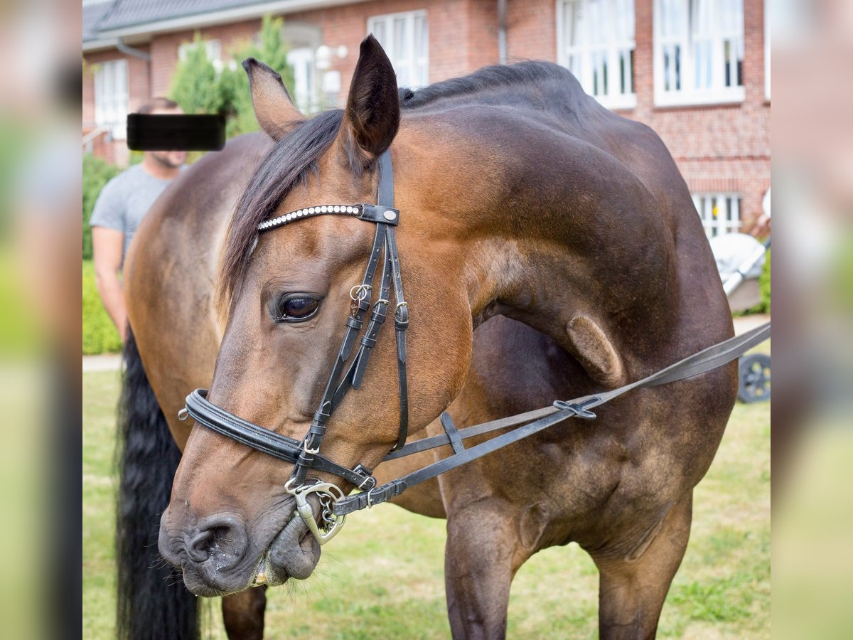 German Trotter Gelding 13 years 16 hh Brown in Breklum