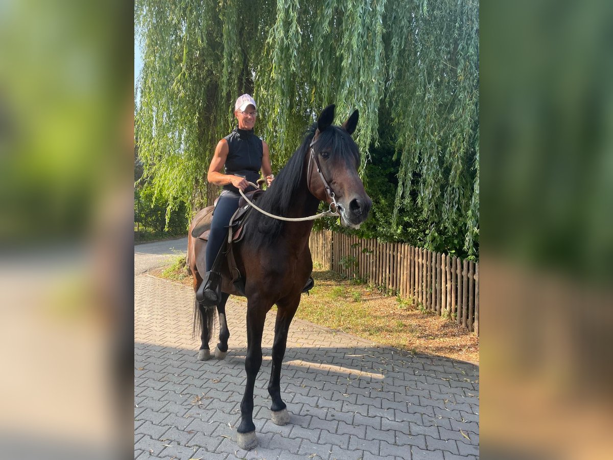 German Trotter Gelding 14 years 15,2 hh Bay-Dark in Bruckm&#xFC;hl