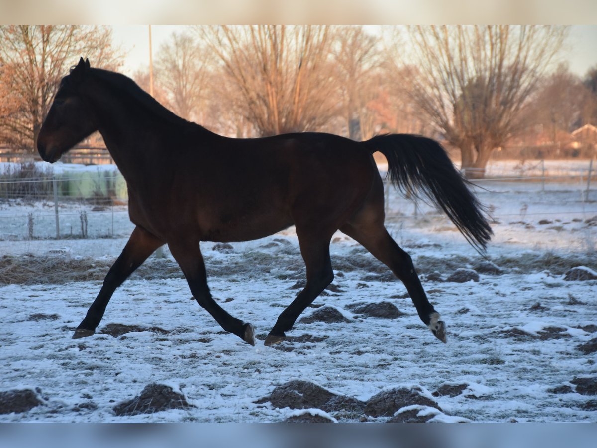 German Trotter Gelding 18 years 15,3 hh Brown in Barmstedt