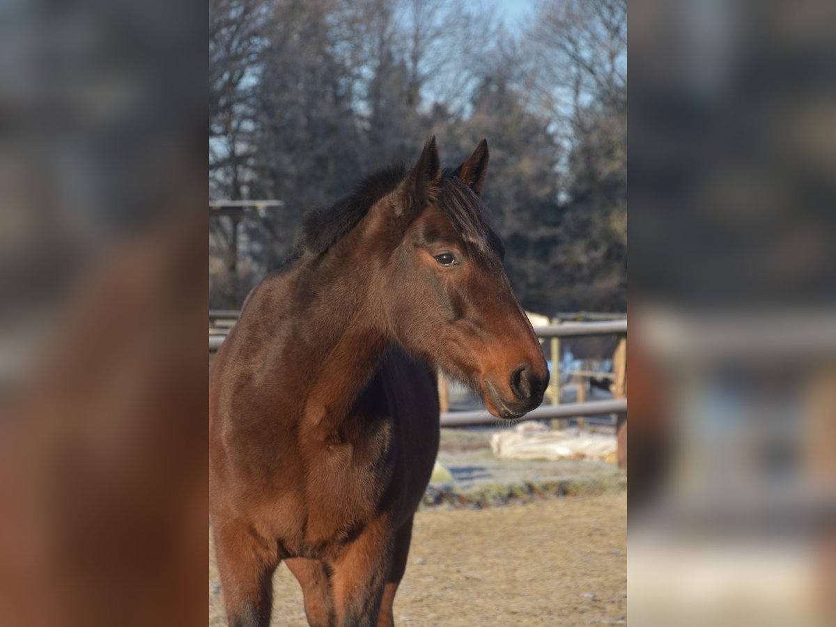 German Trotter Gelding 19 years 15,3 hh in Barmstedt