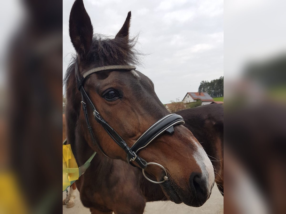 German Trotter Gelding 23 years 15,1 hh Brown in Bayreuth