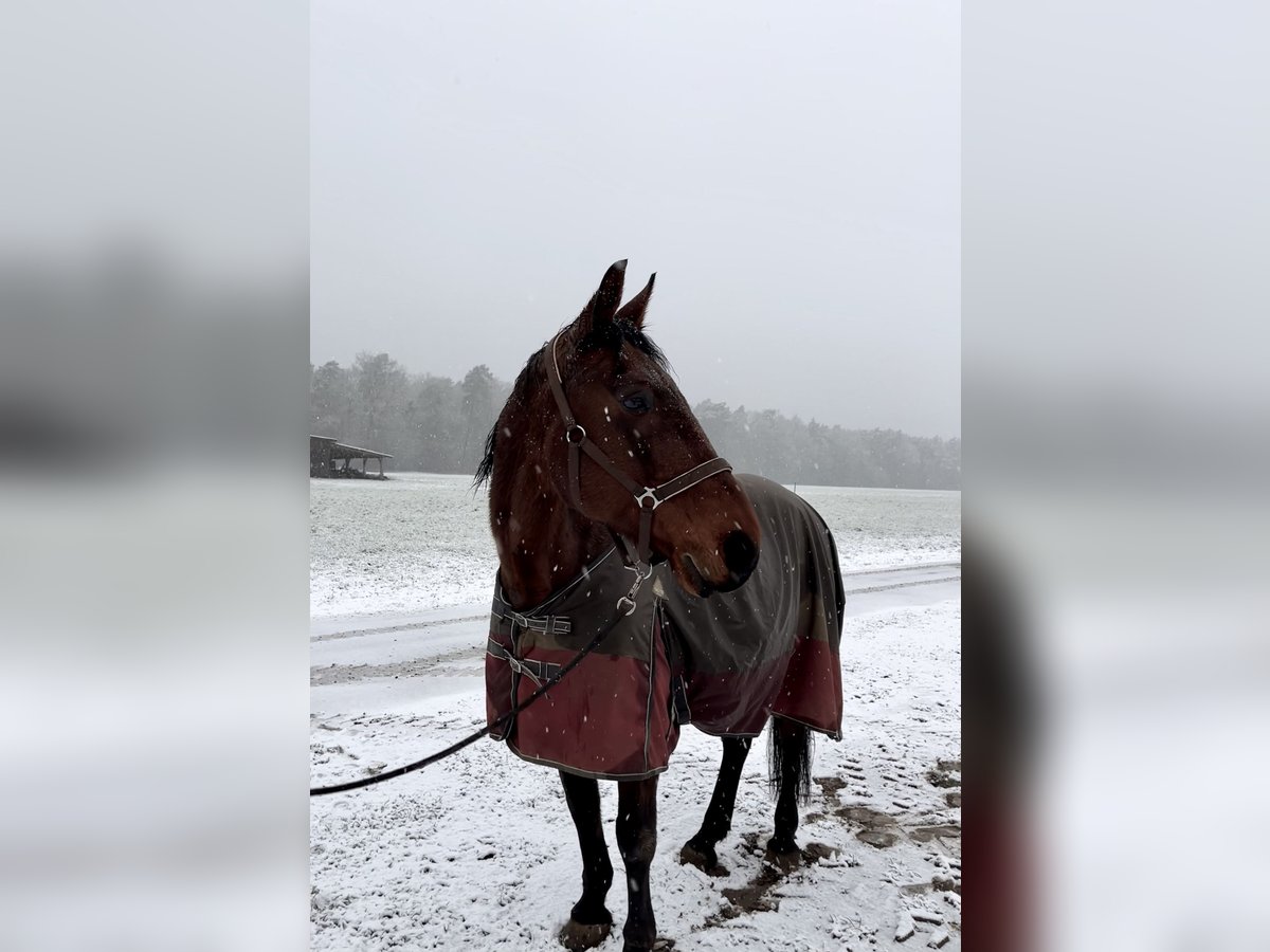 German Trotter Gelding 23 years 16,3 hh Brown in Liebenau