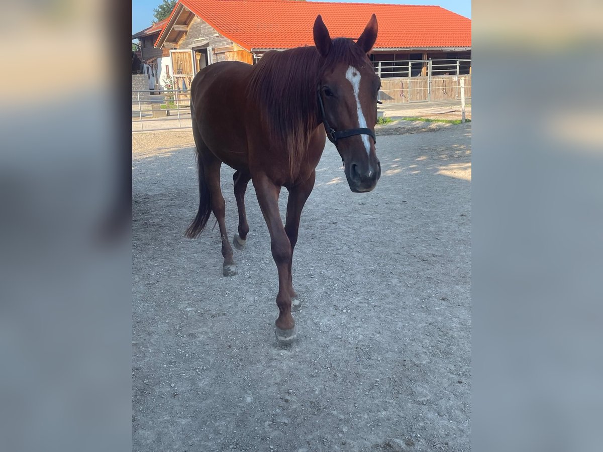 German Trotter Gelding 3 years 15,2 hh Chestnut-Red in Bruckmühl