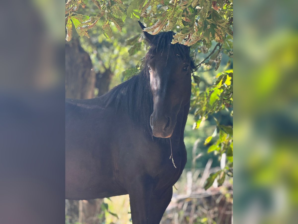 German Trotter Gelding 4 years 14,2 hh Black in Ahlsdorf