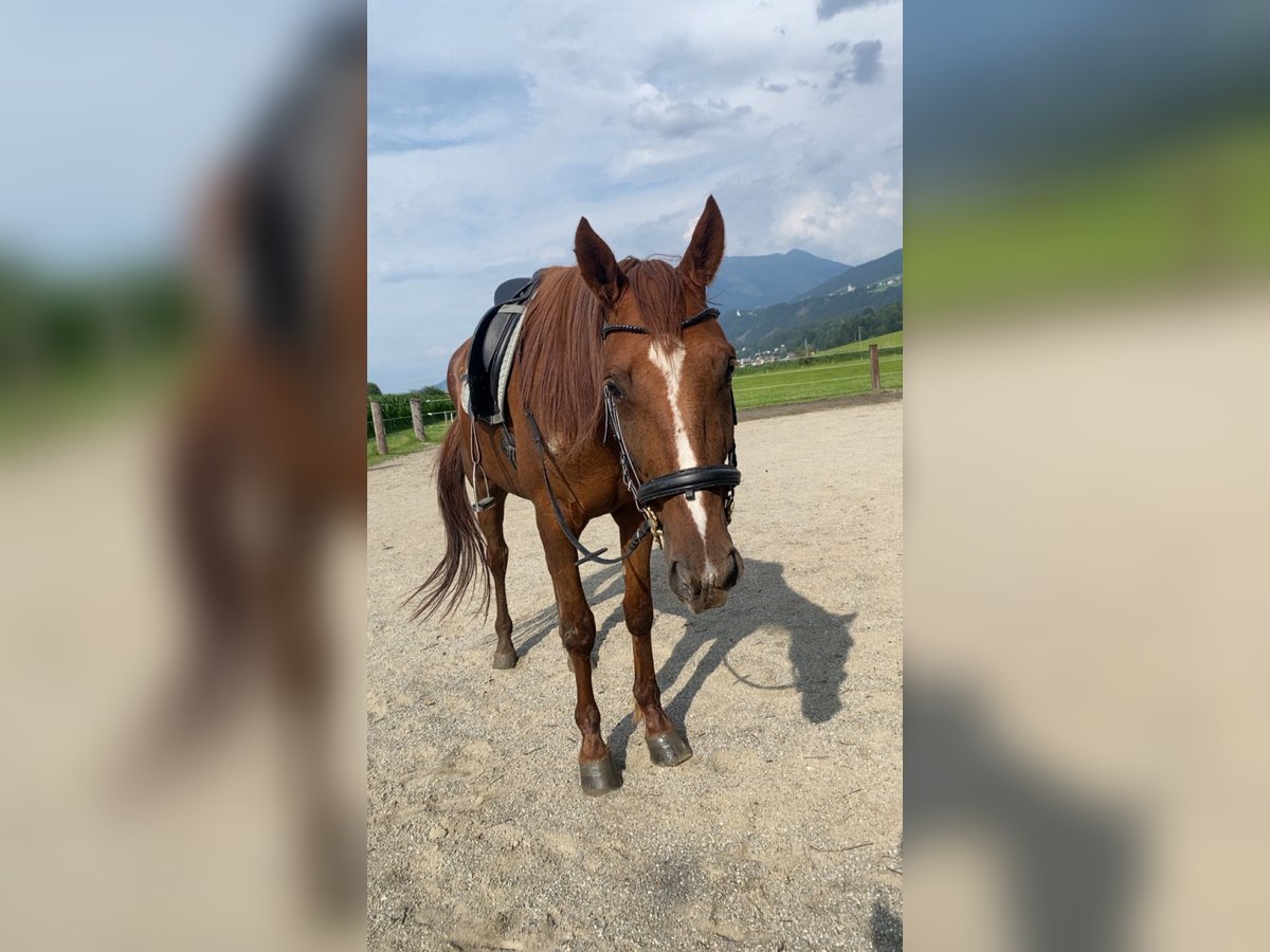 German Trotter Gelding 4 years 16 hh Chestnut-Red in Kolsass