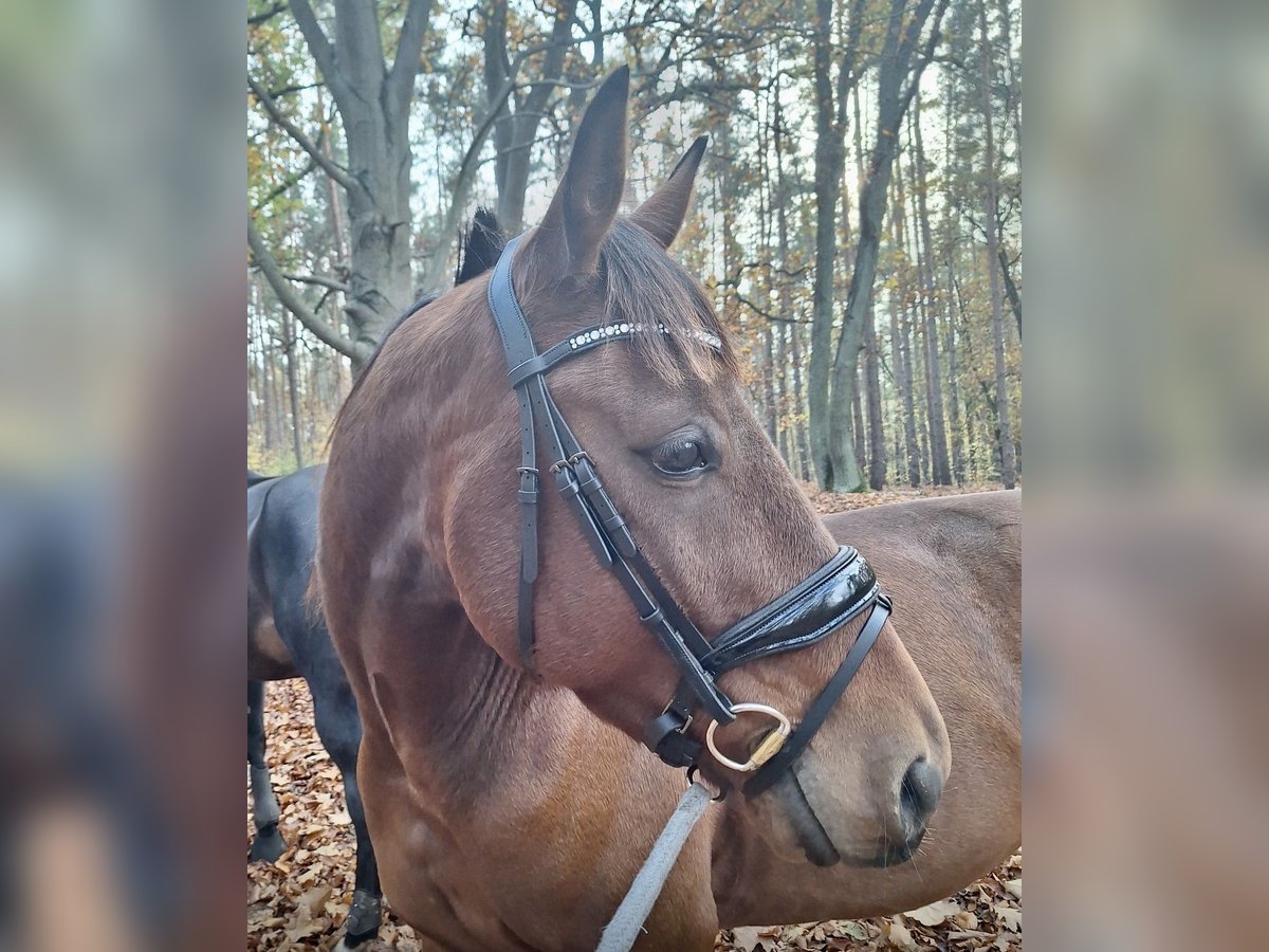 German Trotter Gelding 5 years 15,2 hh Bay-Dark in Potsdam