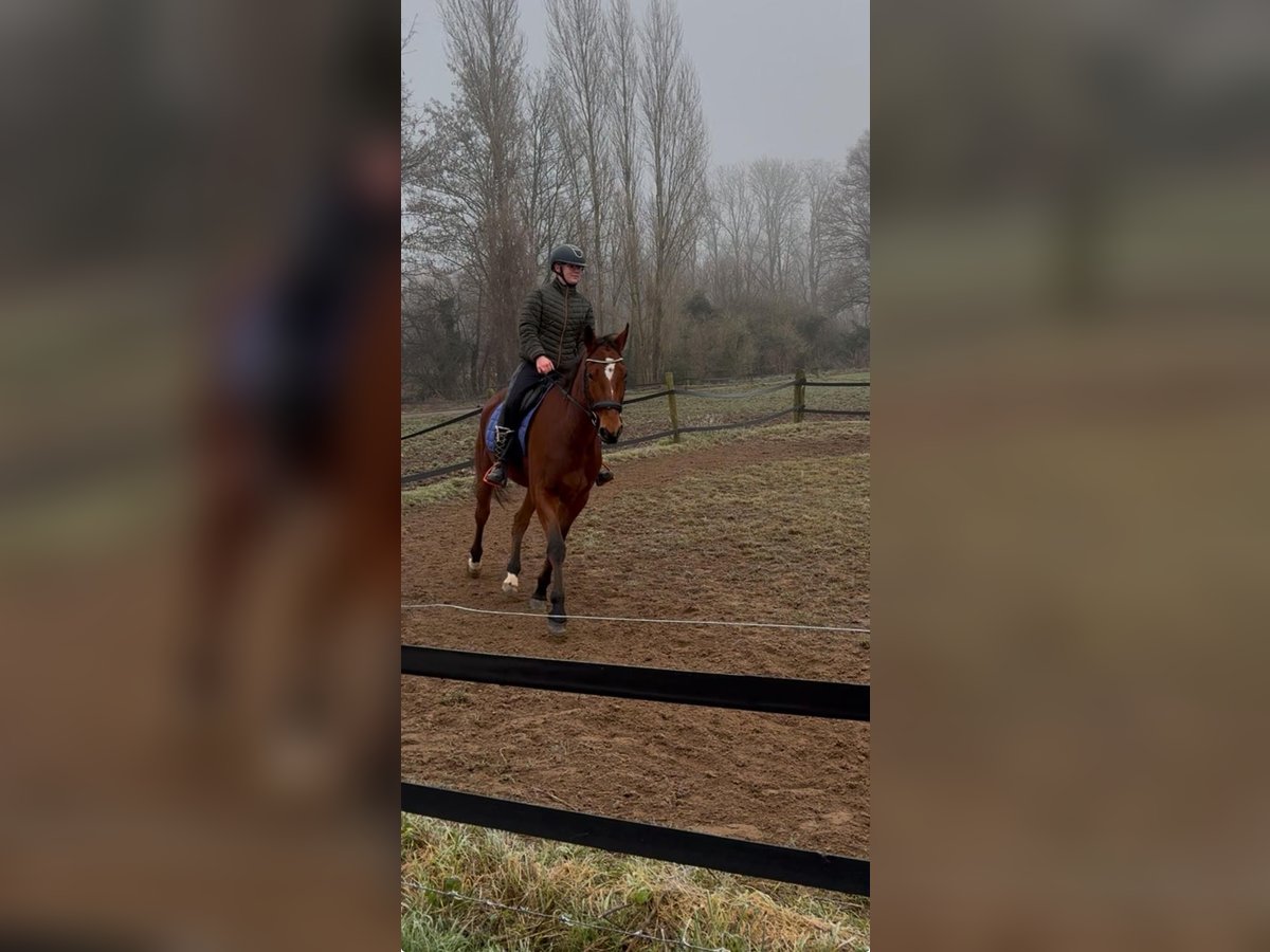 German Trotter Gelding 5 years 16,1 hh Brown in Tolkamer