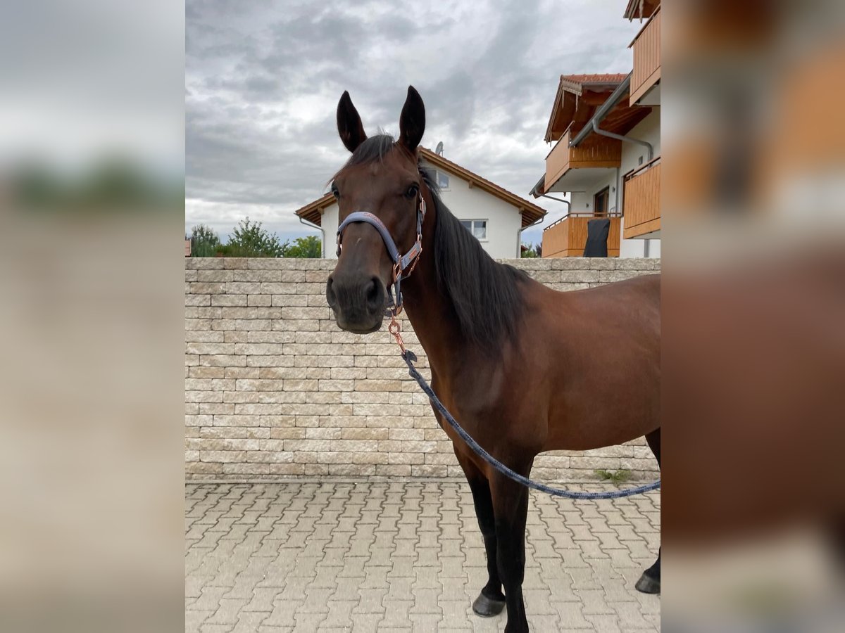 German Trotter Gelding 5 years 16 hh Brown in Bruckm&#xFC;hl