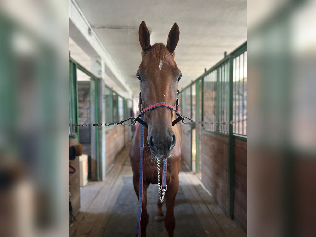 German Trotter Gelding 5 years 16 hh Chestnut-Red in Baden bei Wien