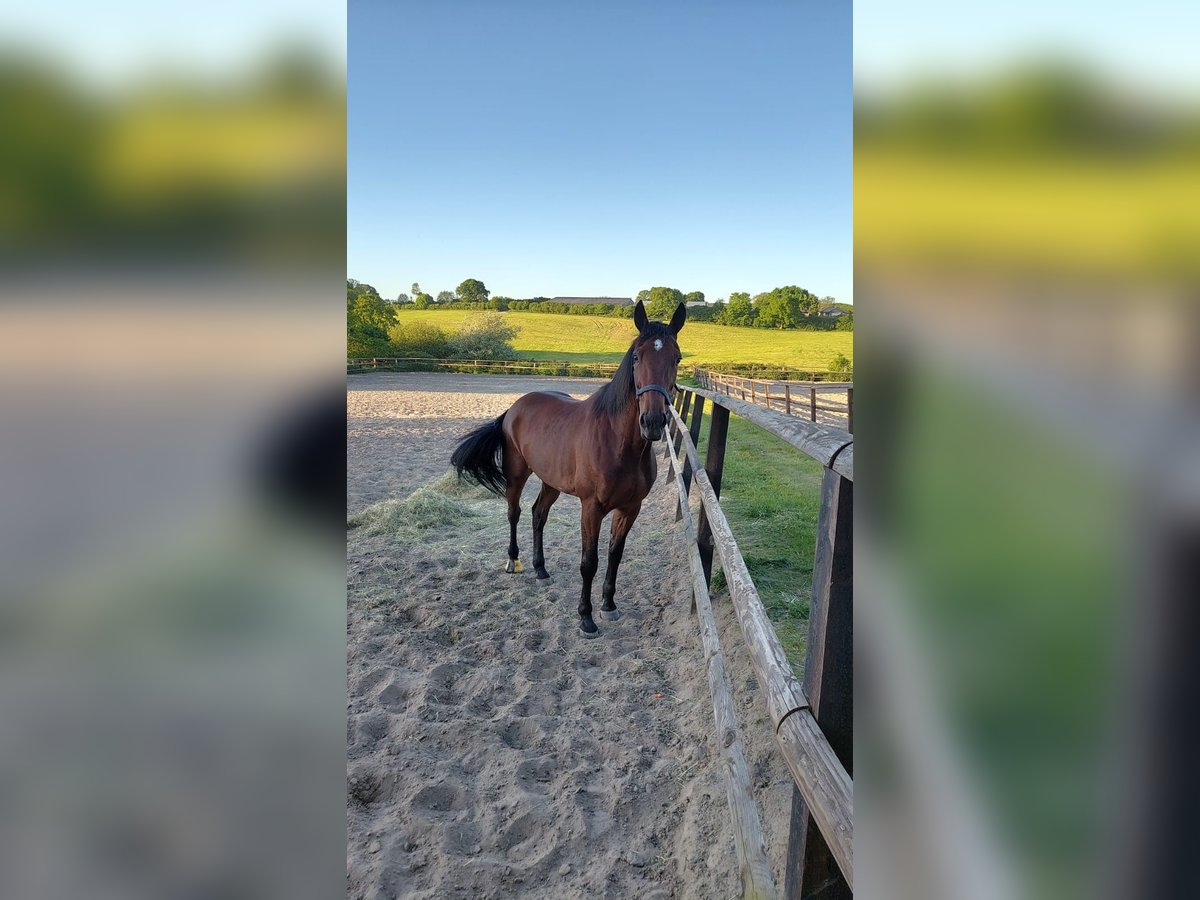 German Trotter Gelding 6 years 16 hh Brown in Neritz