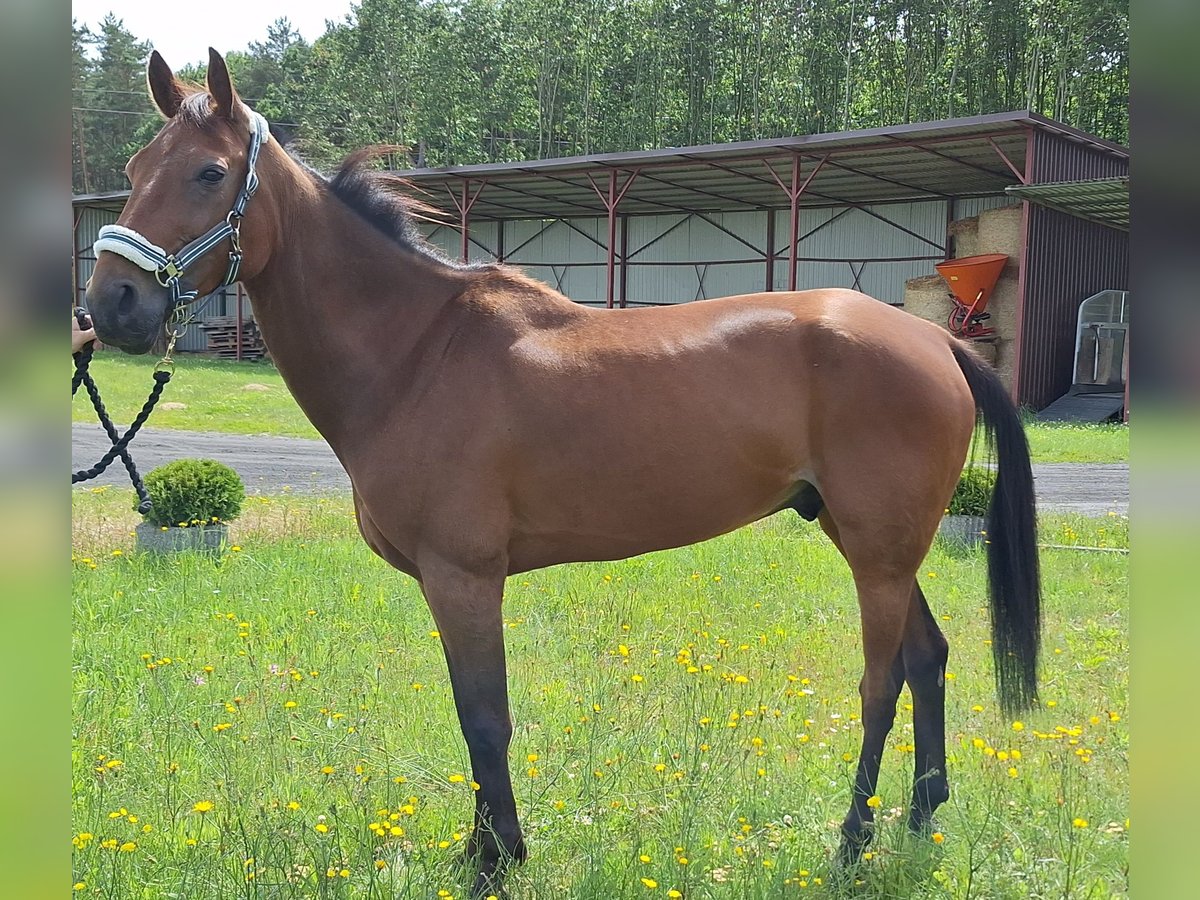 German Trotter Gelding 8 years 15,2 hh Brown in Berlin