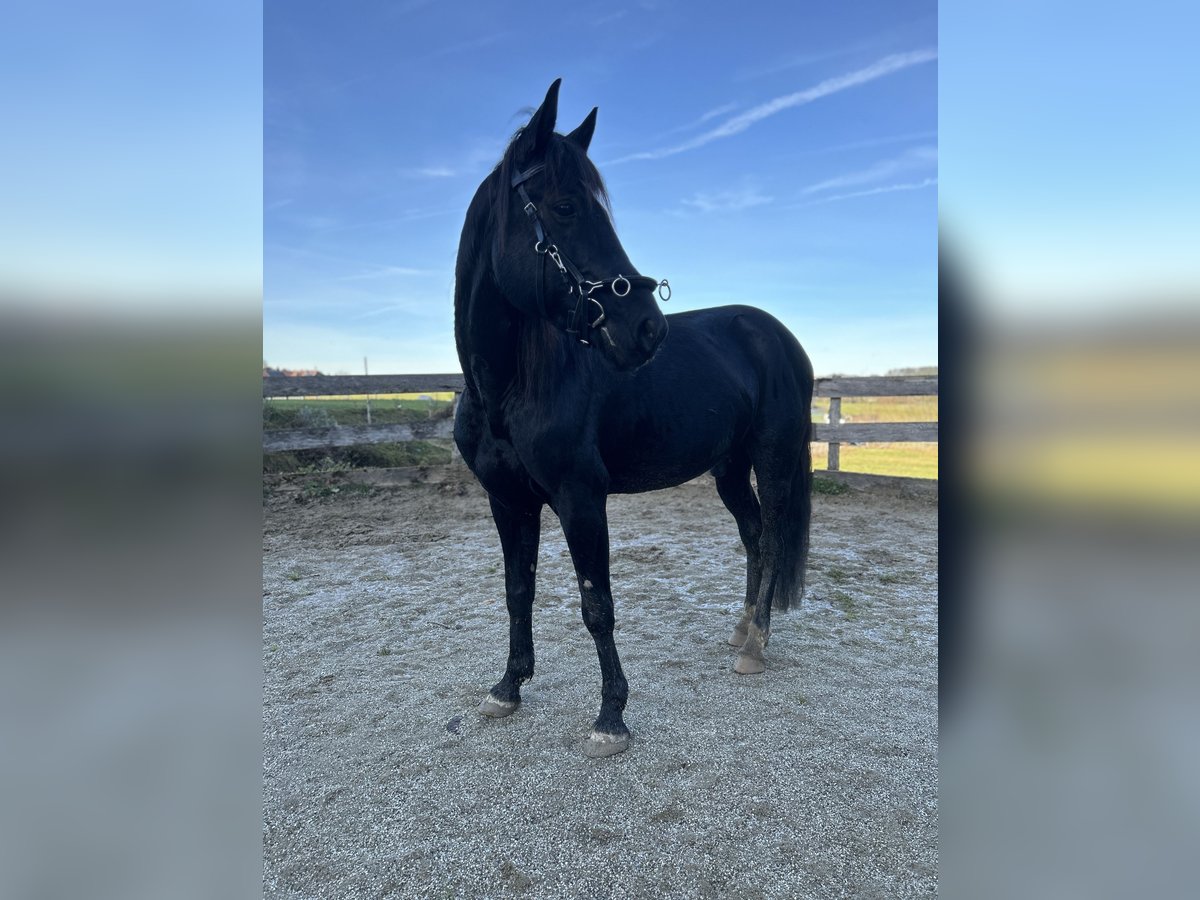 German Trotter Mix Gelding 9 years 14,2 hh Black in Neumarkt am Wallersee