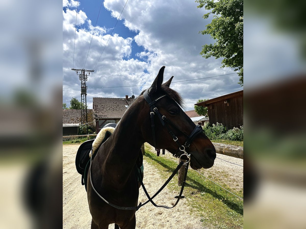 German Trotter Gelding 9 years 15,2 hh Bay-Dark in Kirchdorf an der Amper