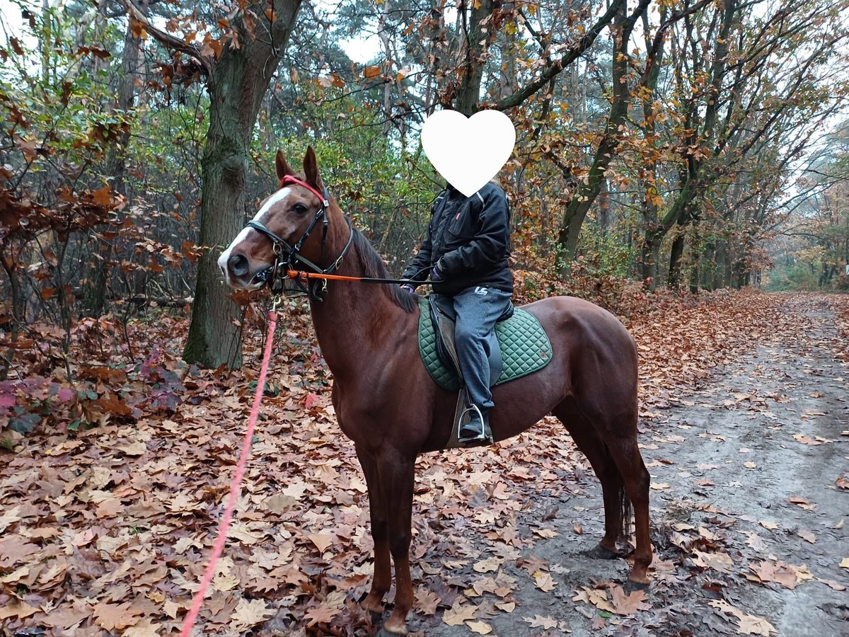 German Trotter Mare 10 years 15,3 hh Chestnut in Weeze