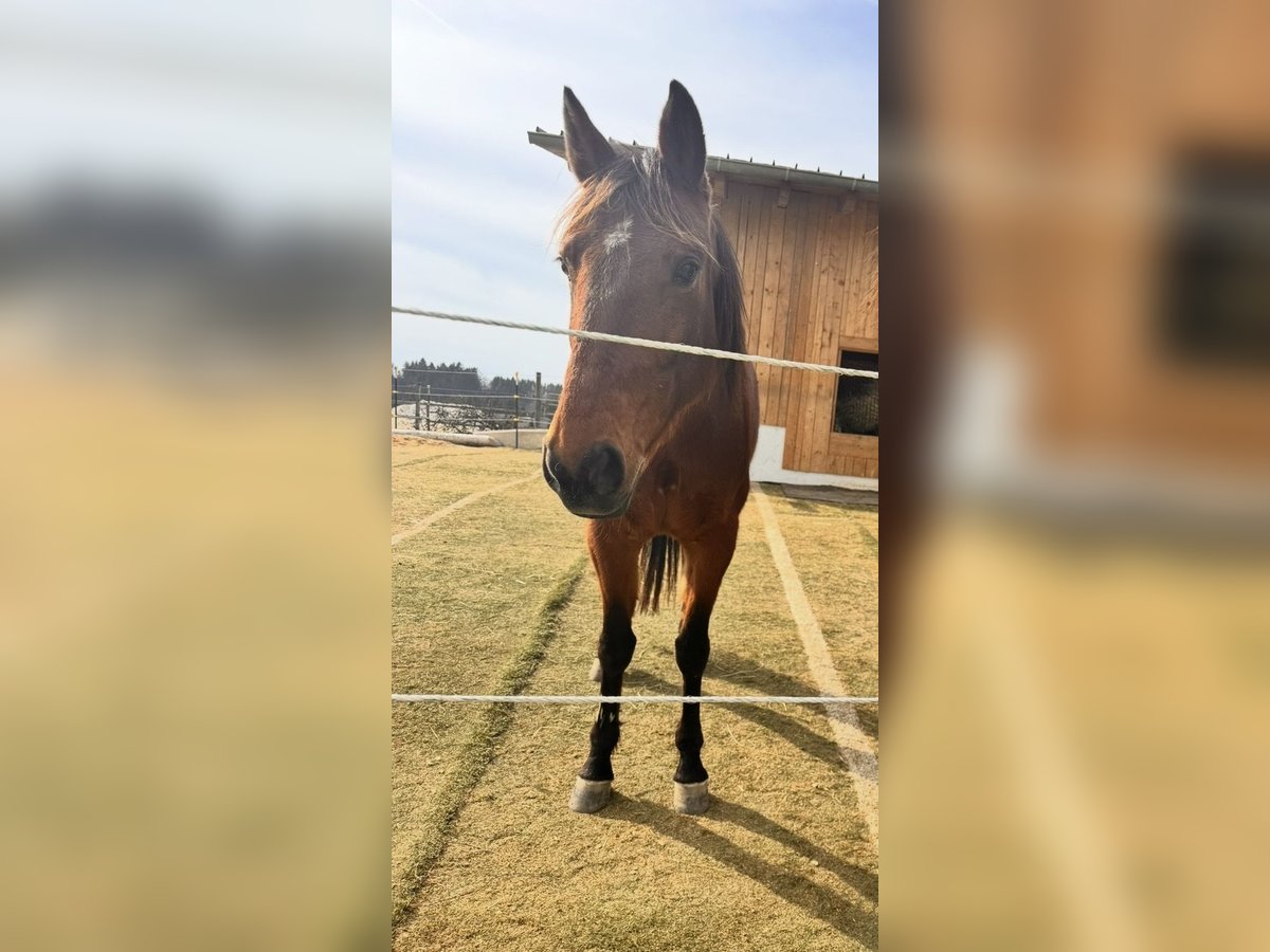 German Trotter Mare 10 years 15 hh Brown in Tiefenbach
