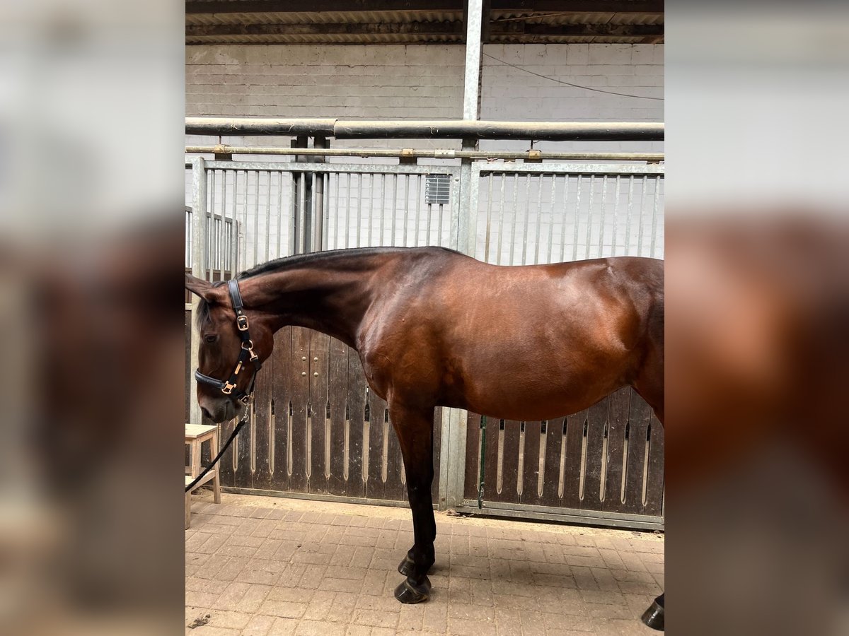 German Trotter Mare 10 years 15,2 hh Brown in Drochtersen