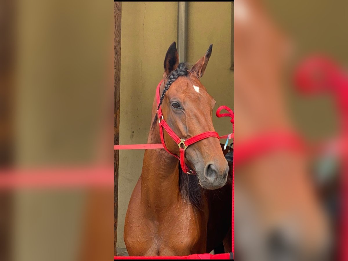 German Trotter Mare 10 years 15,3 hh in Schweiggers