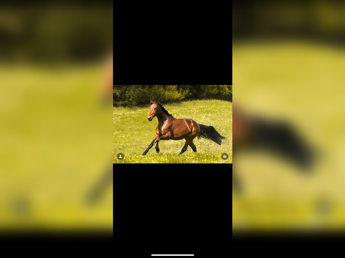 German Trotter Mare 11 years 16 hh Brown in Creu&#xDF;en