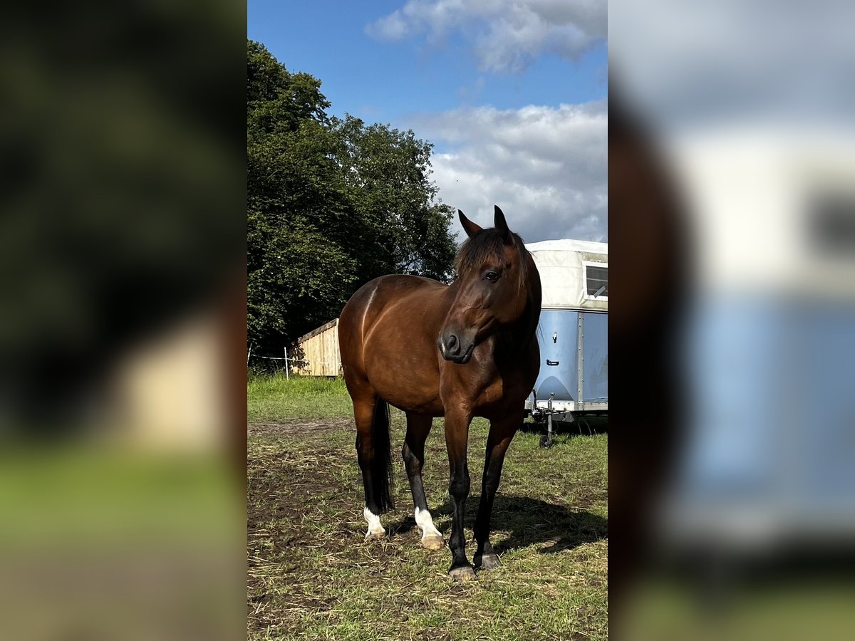 German Trotter Mare 12 years 15,2 hh Brown in Harrislee