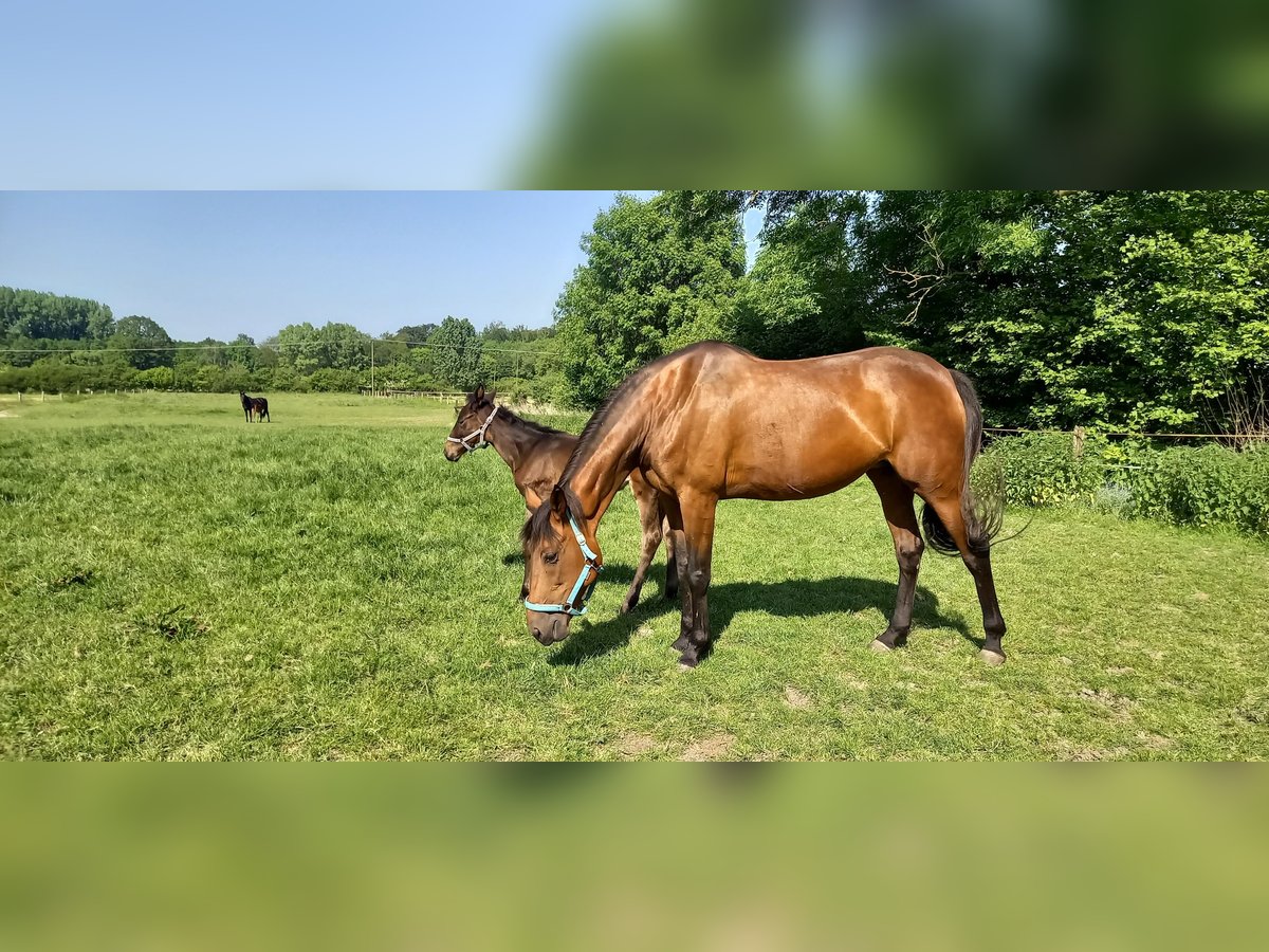 German Trotter Mare 13 years Brown in Billerbeck