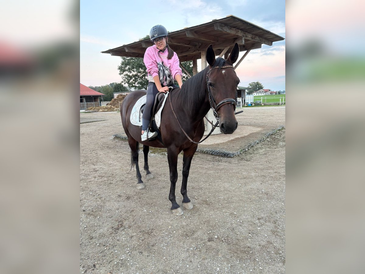 German Trotter Mare 14 years 14,2 hh Bay-Dark in Bruckm&#xFC;hl