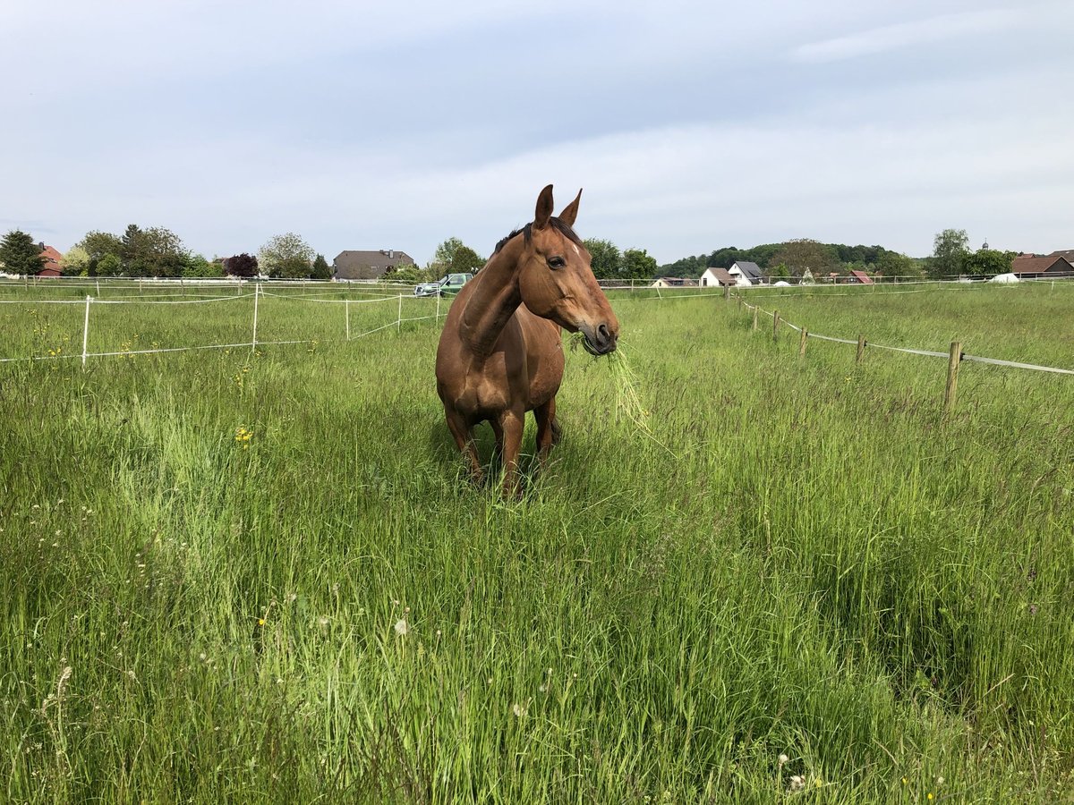 German Trotter Mare 17 years 15,2 hh Chestnut in Laubach