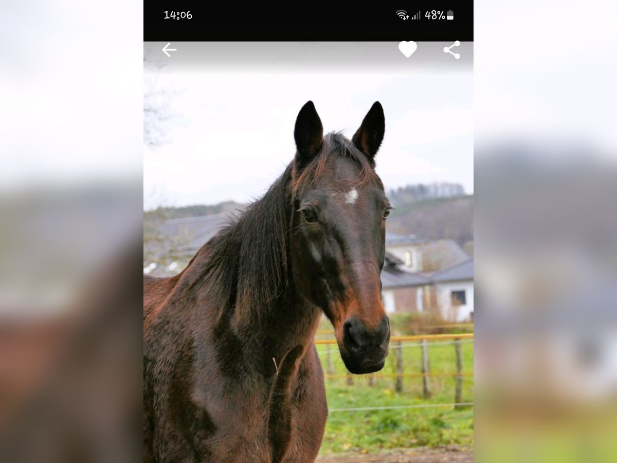 German Trotter Mare 19 years 15,2 hh Brown in Wehr