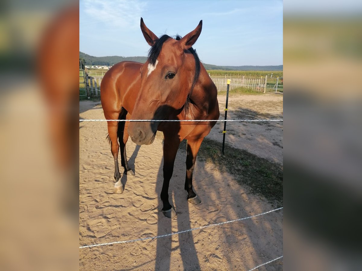 German Trotter Mare 4 years 15,2 hh Brown in Freystadt