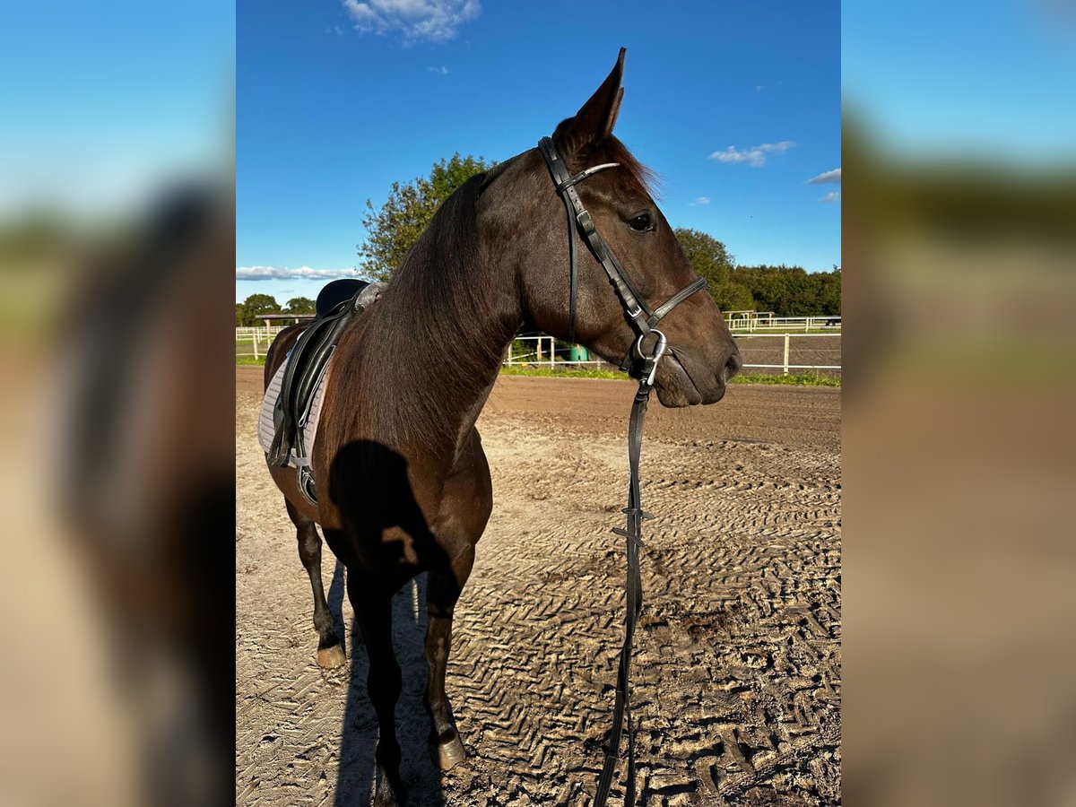 German Trotter Mare 5 years 15,2 hh in Marl
