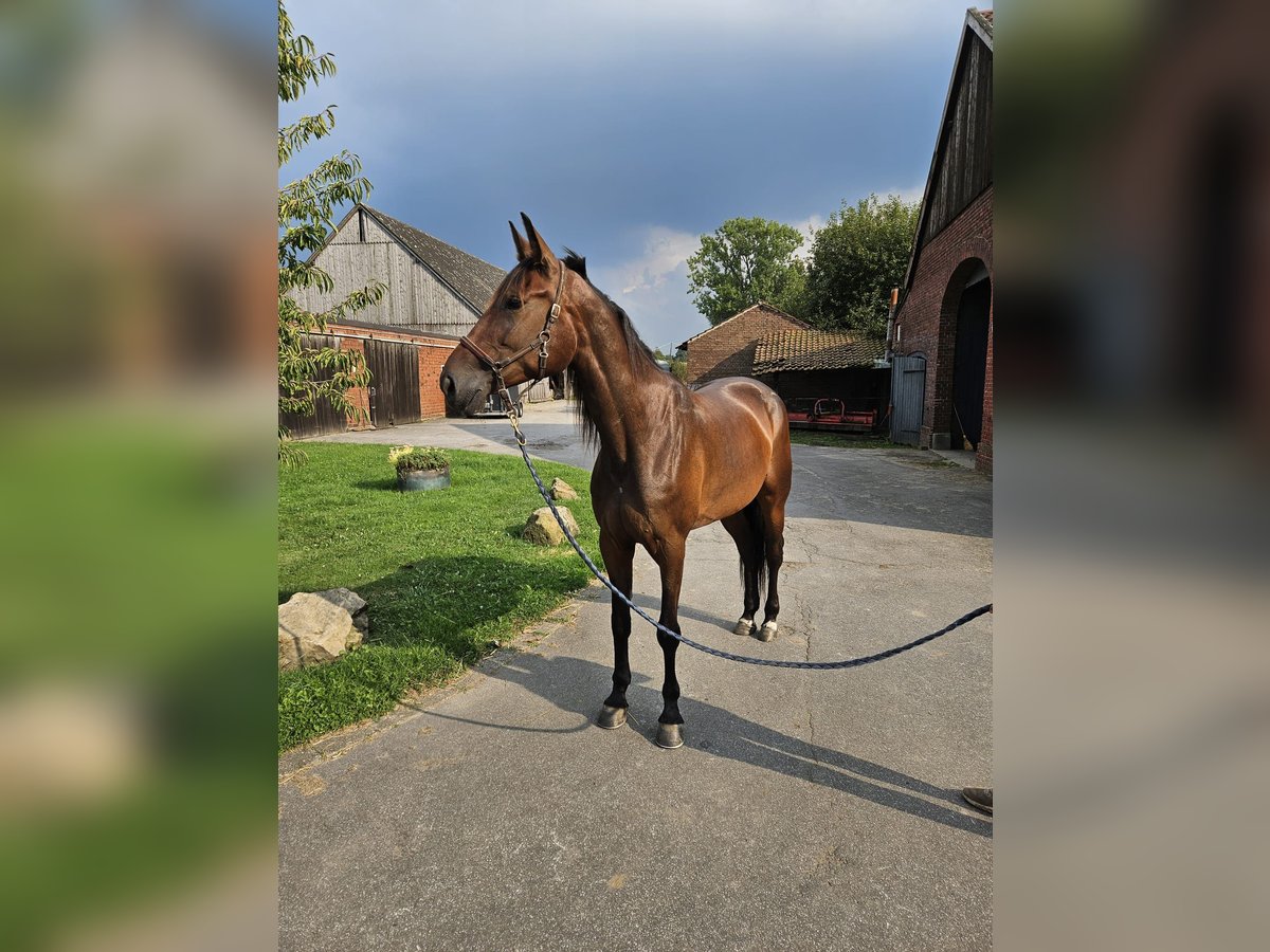 German Trotter Mare 5 years 16 hh Brown in Marl