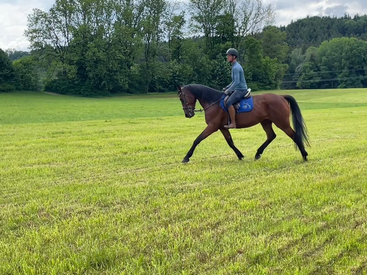 German Trotter Mare 6 years 16 hh Brown in Bruckm&#xFC;hl