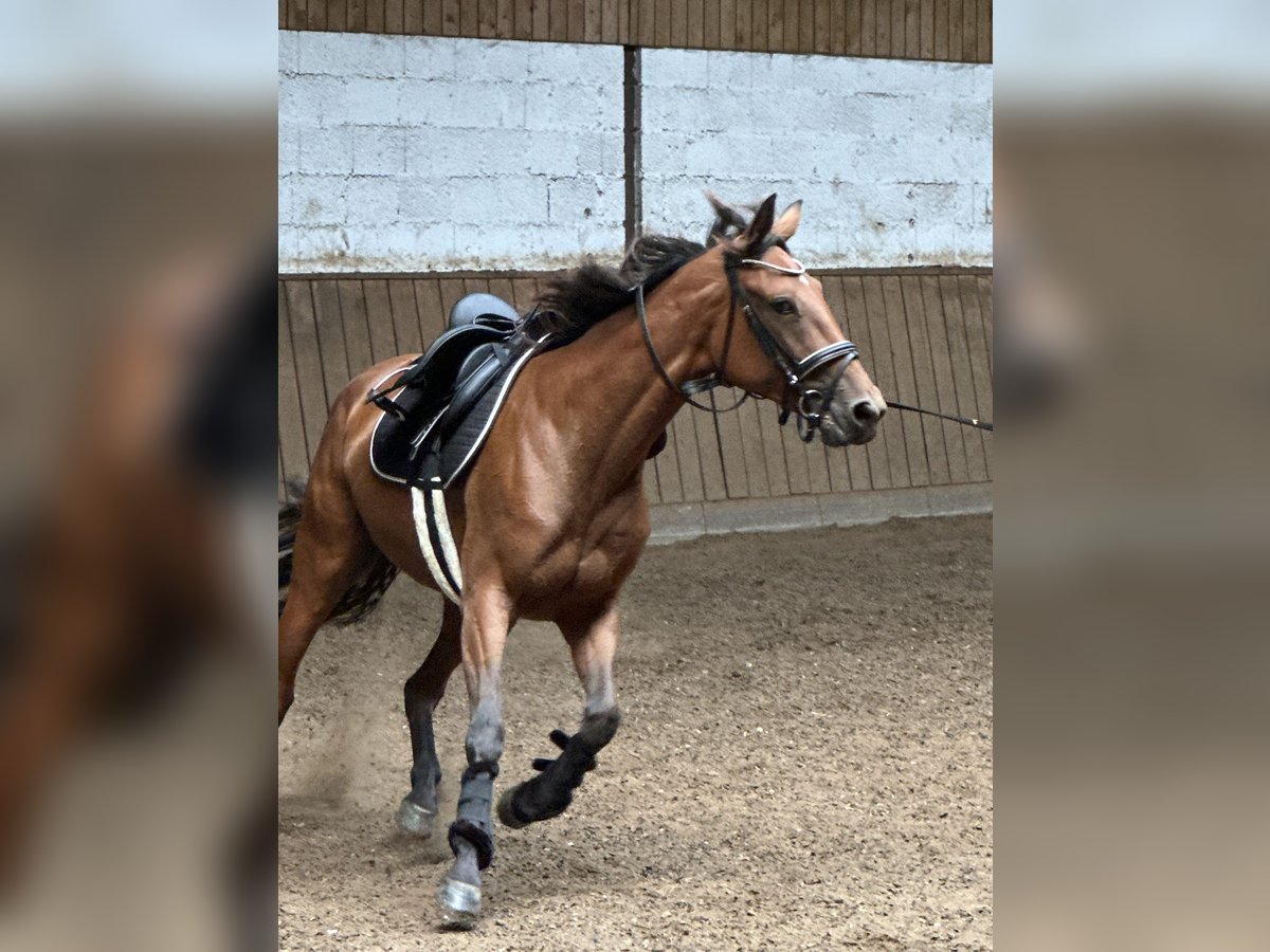 German Trotter Mare 7 years 15,1 hh Bay-Dark in Kell am See