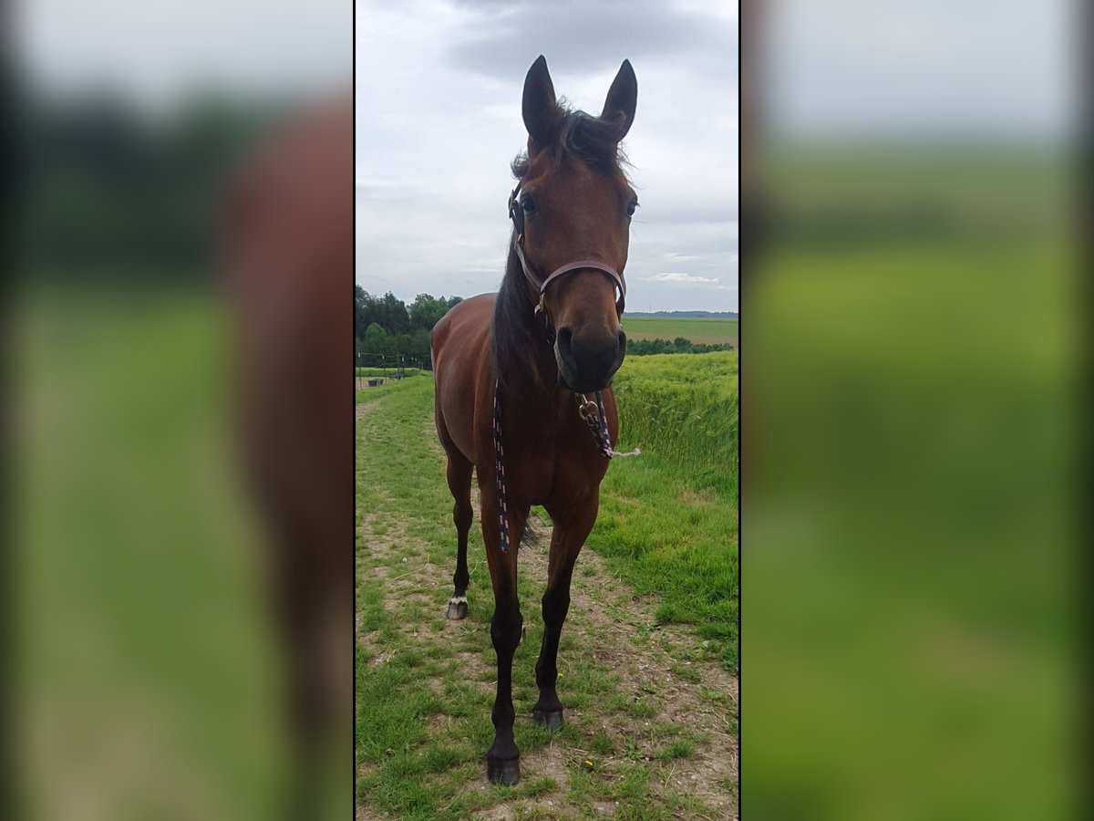 German Trotter Mare 7 years 15,1 hh Brown in Steinhaus