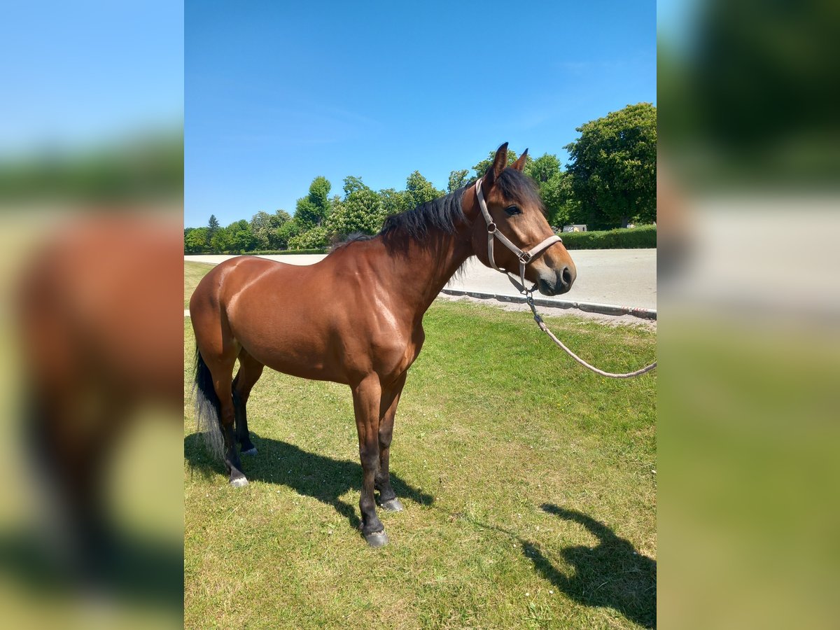 German Trotter Mare 7 years 15,1 hh Brown in Berlin