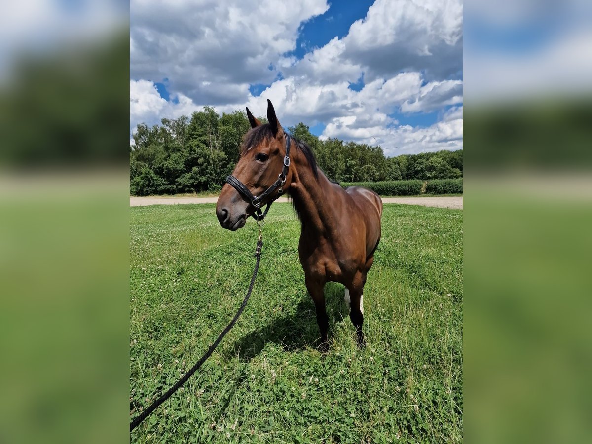 German Trotter Mare 7 years Brown in Castrop-Rauxel