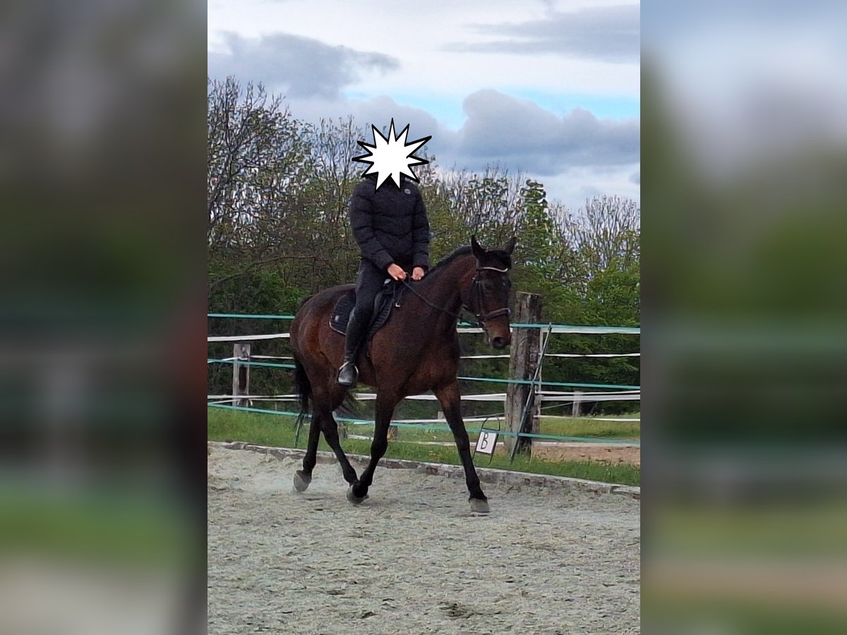 German Trotter Mare 8 years 16 hh Bay-Dark in Lembach
