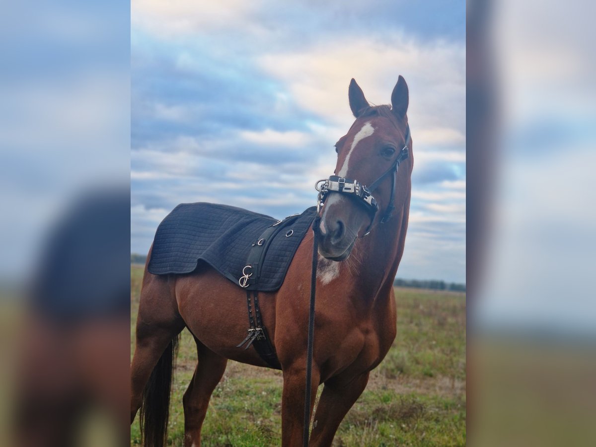 German Trotter Mare 8 years 16 hh Chestnut-Red in Beelitz
