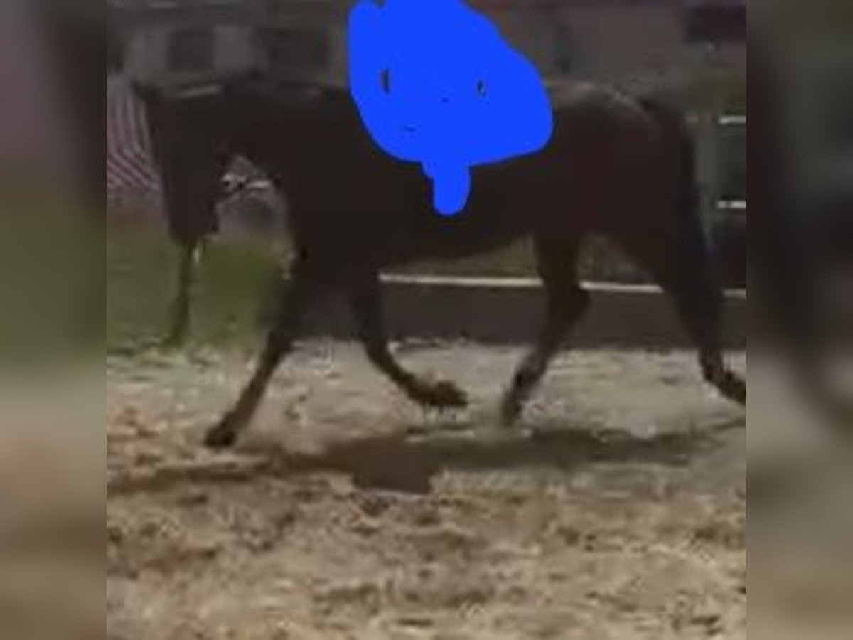 German Trotter Mare 8 years 16,1 hh Bay-Dark in Karlshuld