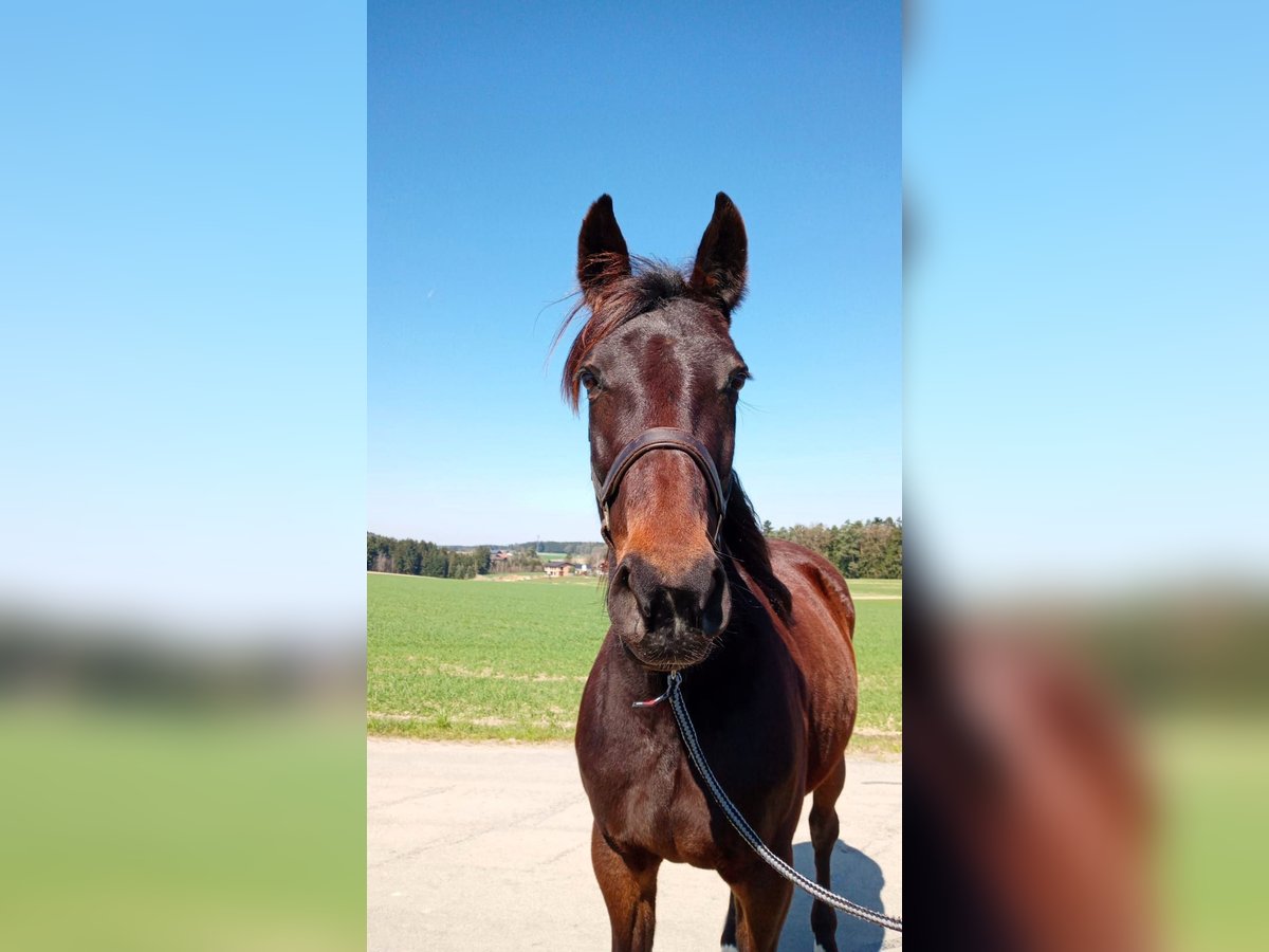 German Trotter Mare 9 years 16 hh Bay-Dark in Dietersburg