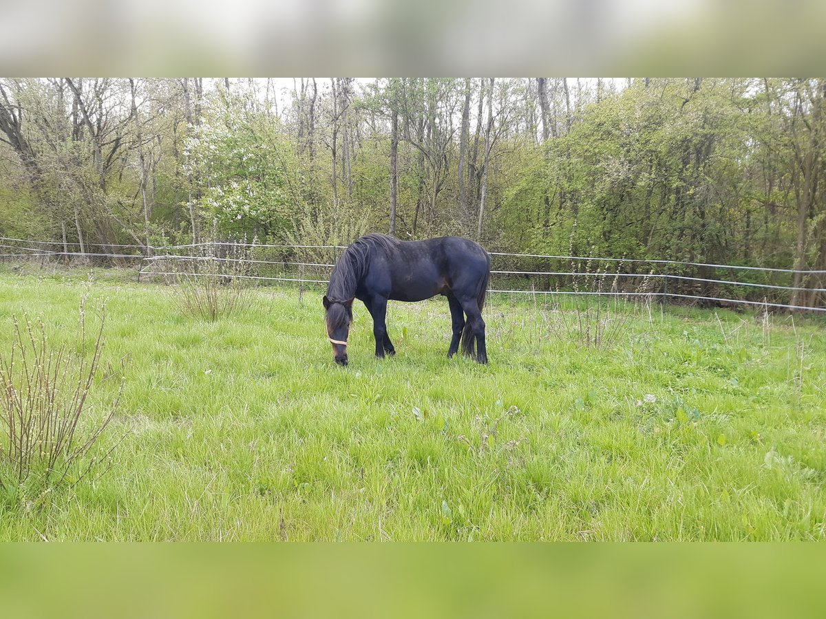 German Trotter Stallion 24 years 15,2 hh Bay-Dark in Alsdorf